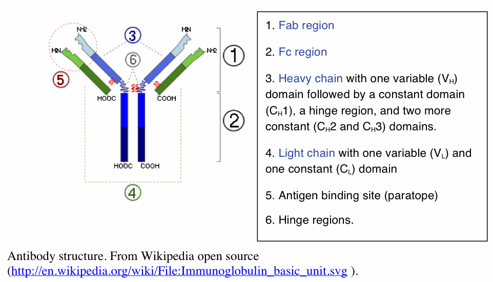 File:Antigen presentation.svg - Wikipedia